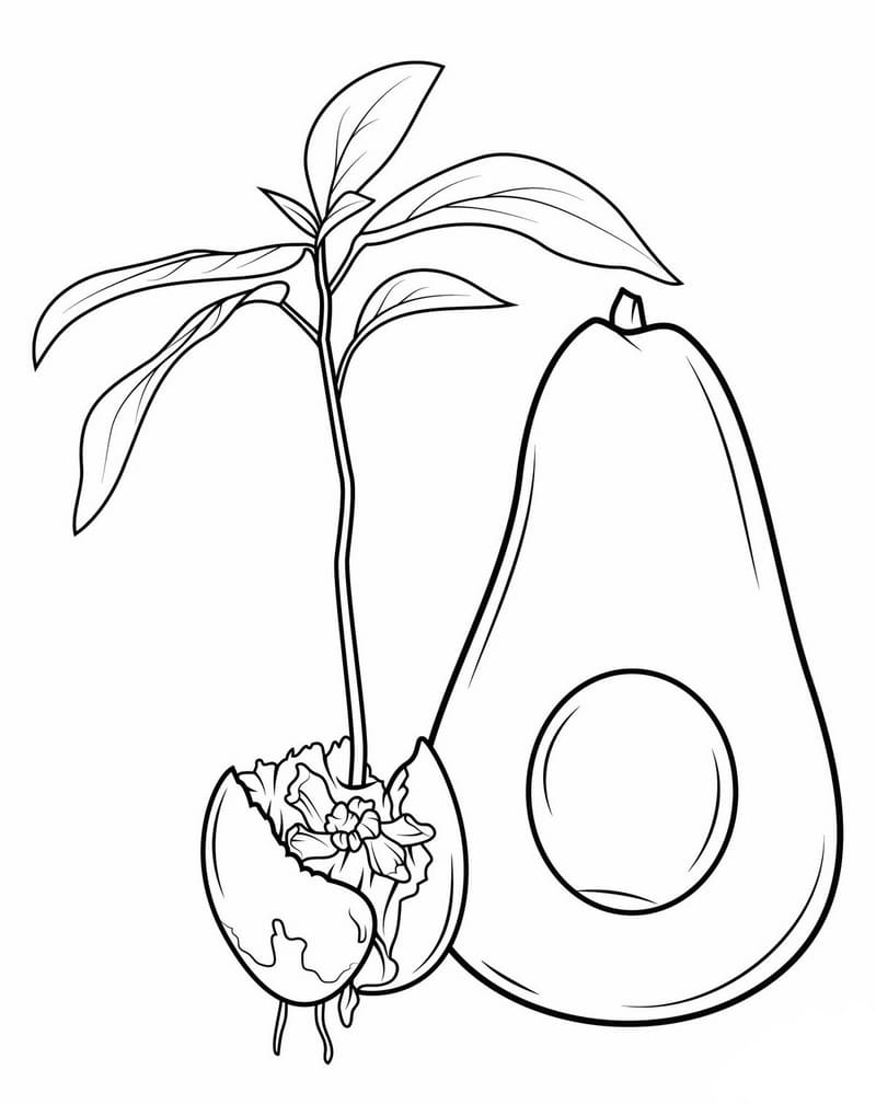Desenhos de Abacate para colorir. Imprimir gratuitamente