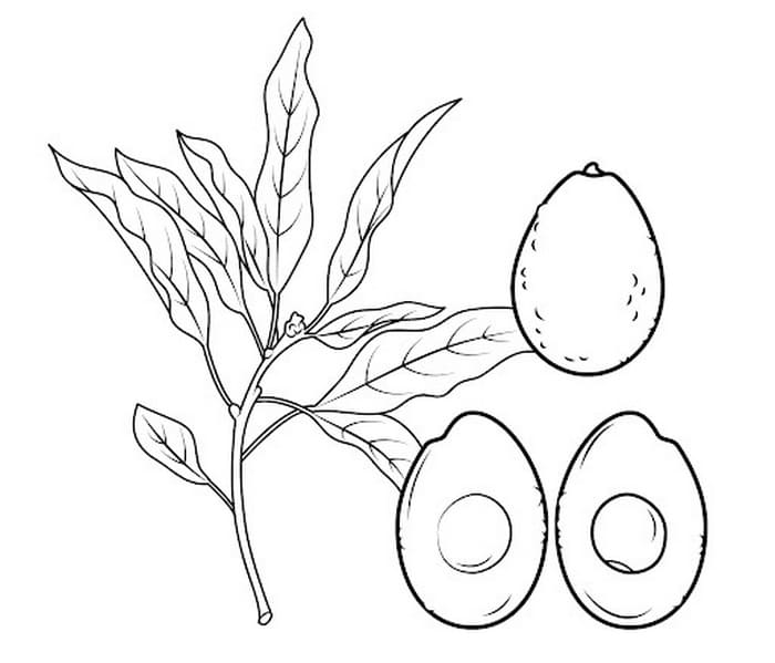 Disegni di Avocado da colorare. Stampa gratis
