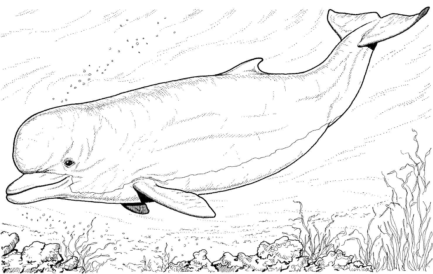 Dolphin realistic coloring page.