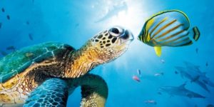 Animali dell’oceano Disegni da Colorare — Mondo sottomarino