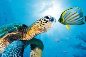 Kostenlose Ausmalbilder Unterwasserwelt — Meerestiere für Kinder