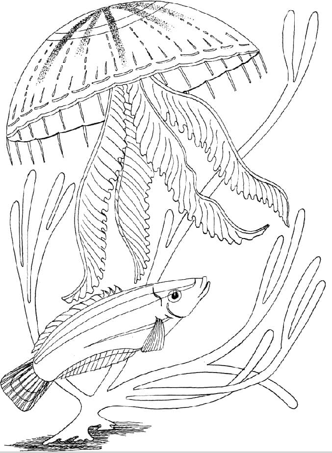 Desenhos de Animais marinhos para colorir - Mundo subaquático