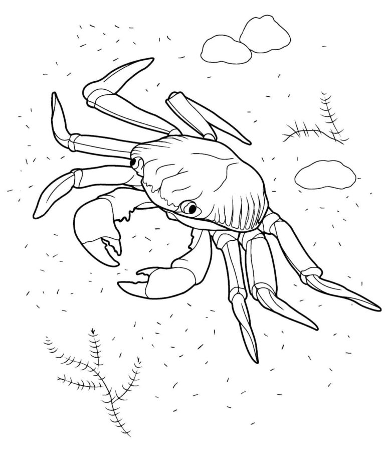 Kostenlose Ausmalbilder Unterwasserwelt — Meerestiere für Kinder