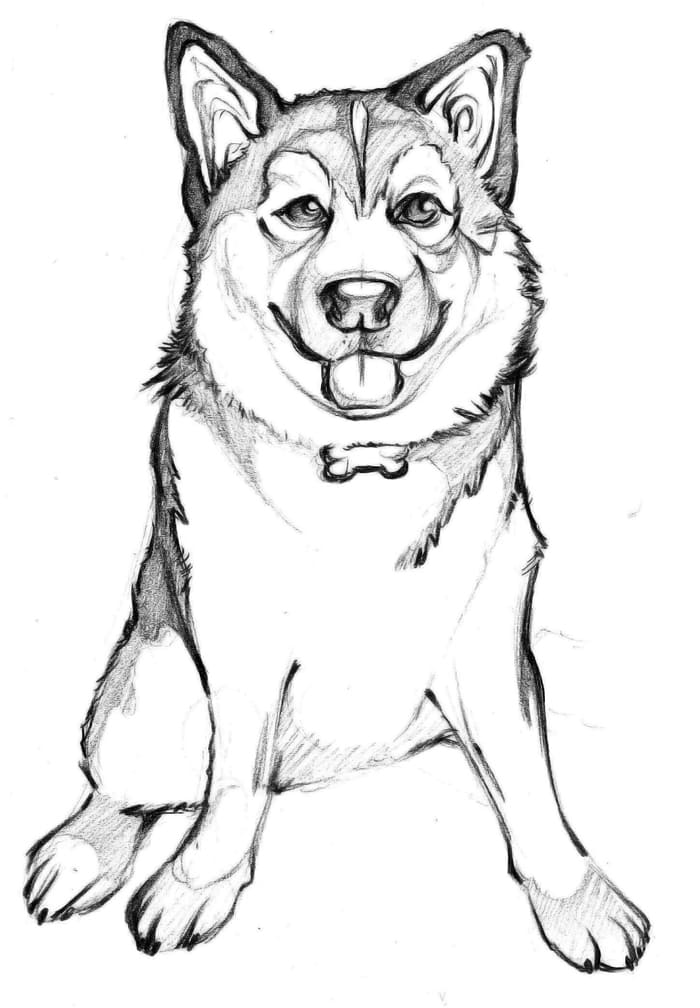Husky Coloring Pages. Print for Free
