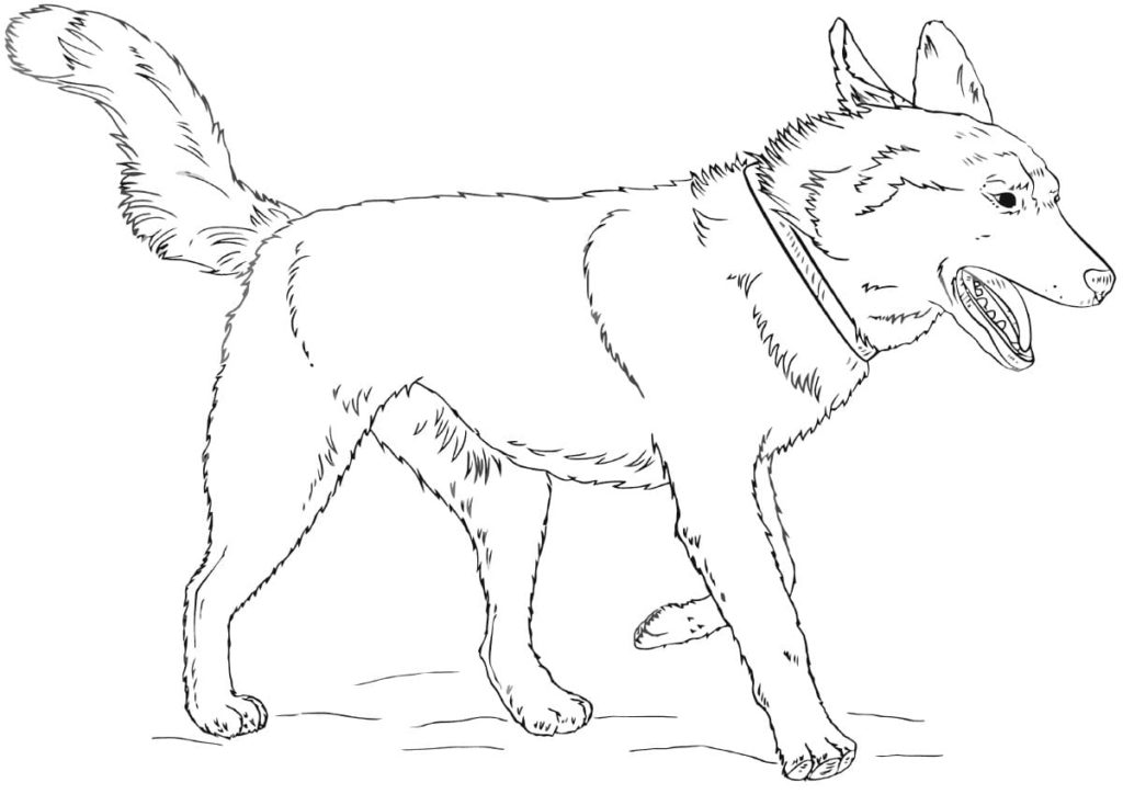 Disegno di Husky da colorare. Stampa gratuitamente