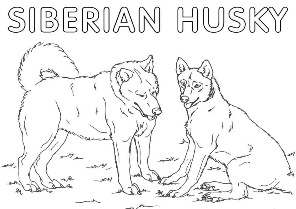 Dibujos de Husky para colorear — Imprimir y pintar