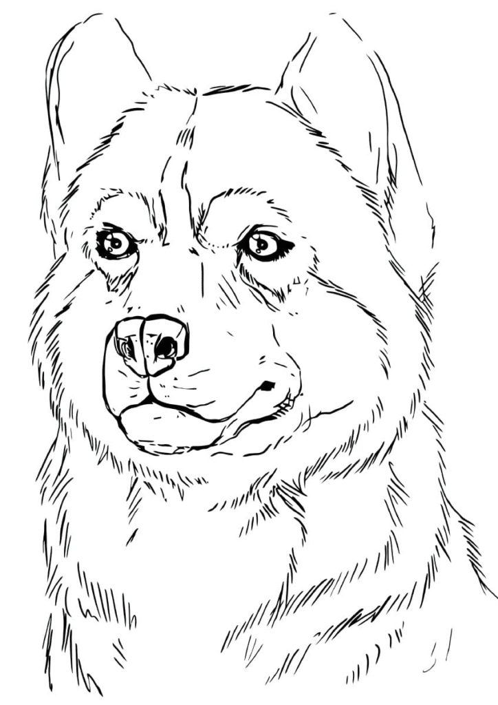 Disegno di Husky da colorare. Stampa gratuitamente