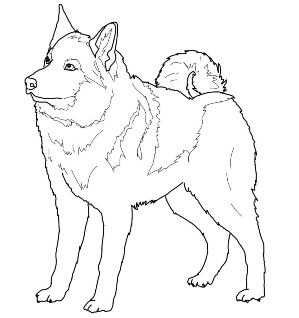 Desenhos de Husky para colorir imprimir e colorir