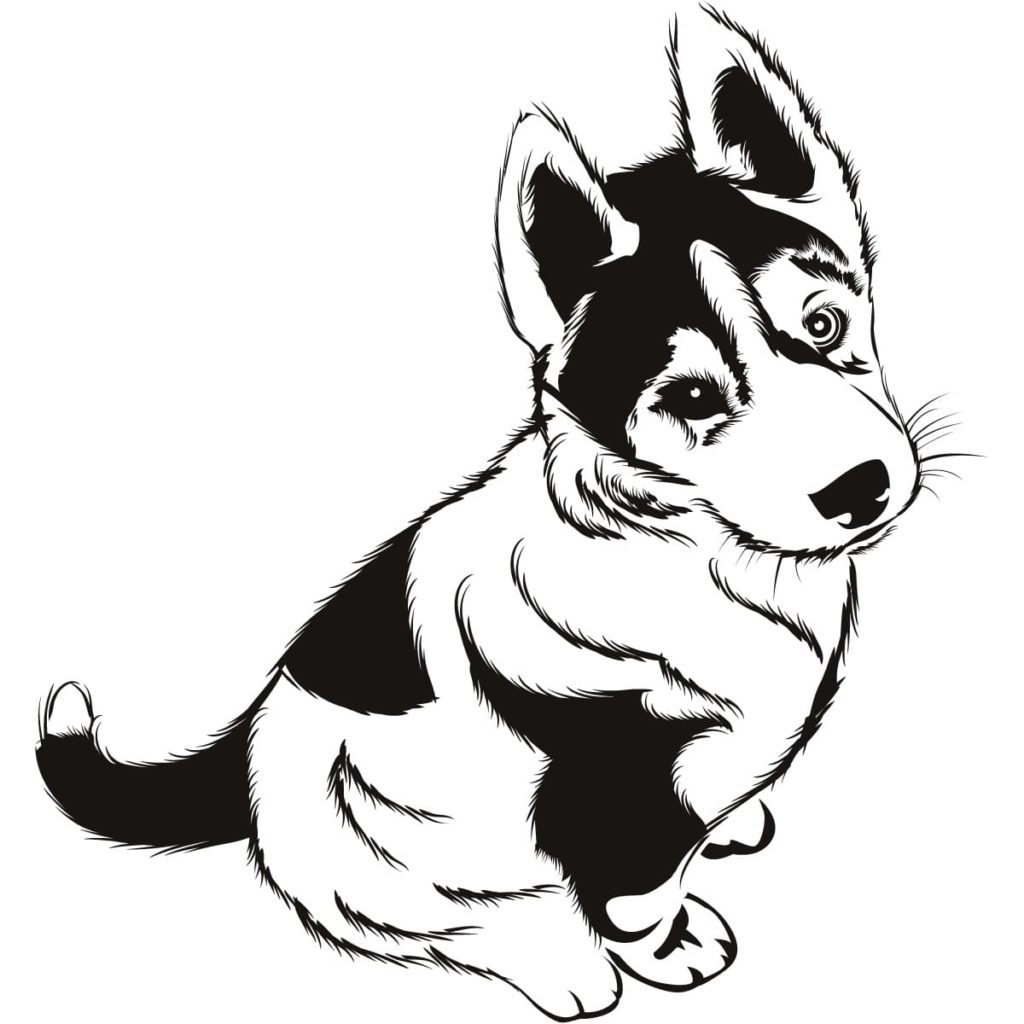 Desenhos de Husky para colorir imprimir e colorir