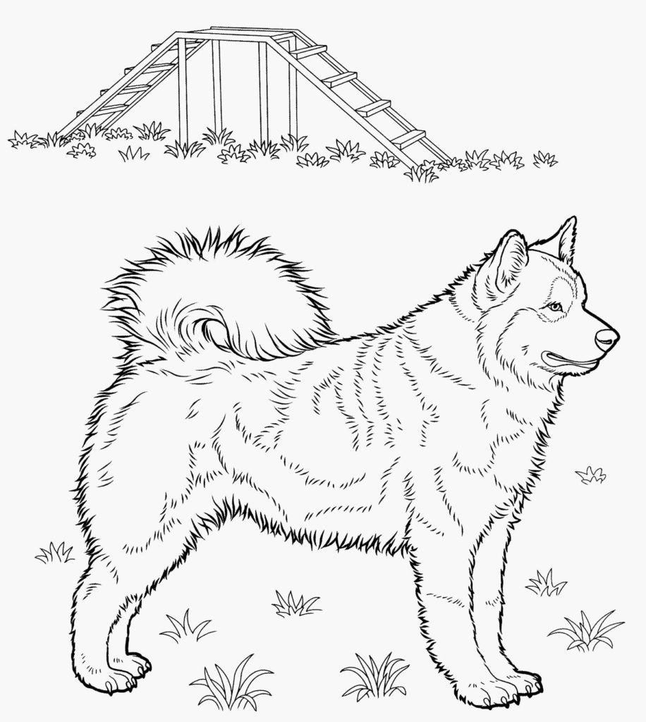 Dibujos de Husky para colorear — Imprimir y pintar