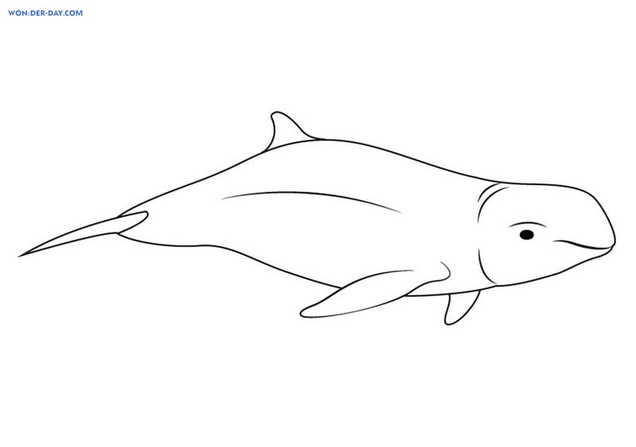 Desenhos de Golfinhos para colorir