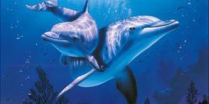 Ausmalbilder Delphin