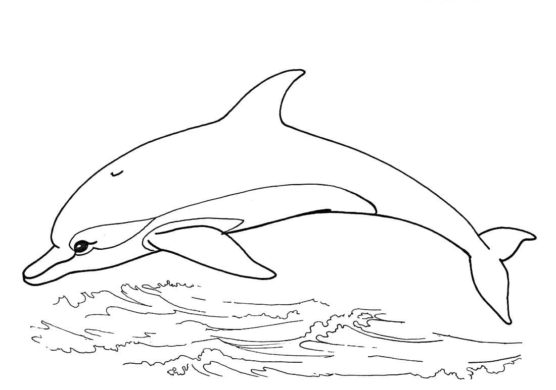ausmalbilder delphin zum ausdrucken  wonder day