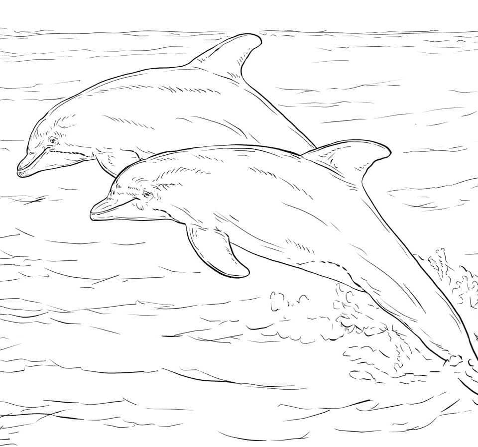 ausmalbilder delphin zum ausdrucken  wonder day