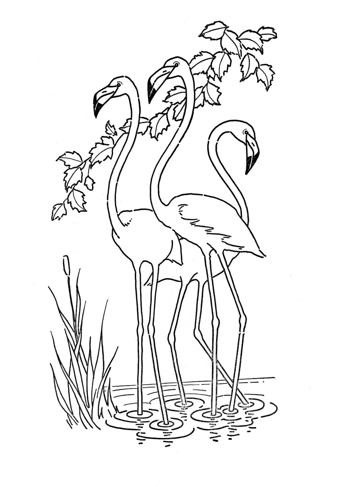 ausmalbilder flamingo  kostenlos zum ausdrucken