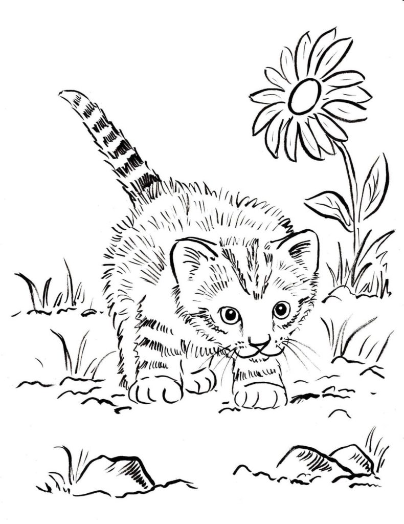 Desenhos de Gatinho para colorir