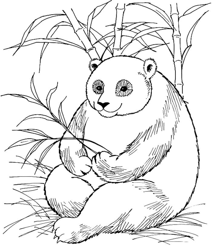 Panda realista para colorir - Imprimir Desenhos