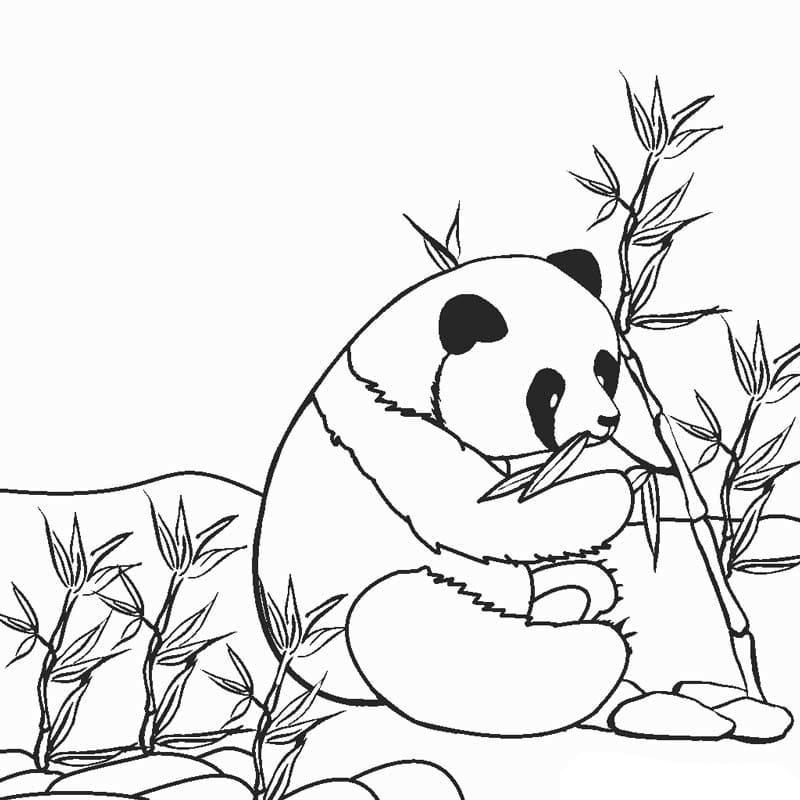 Desenhos de Pandas para imprimir e colorir