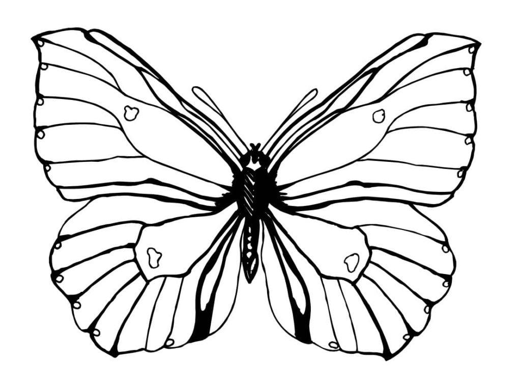 Раскраски Бабочка
