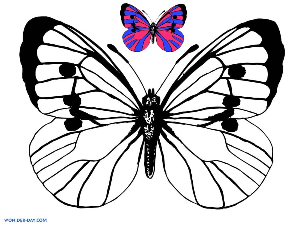 Disegni da colorare Farfalla