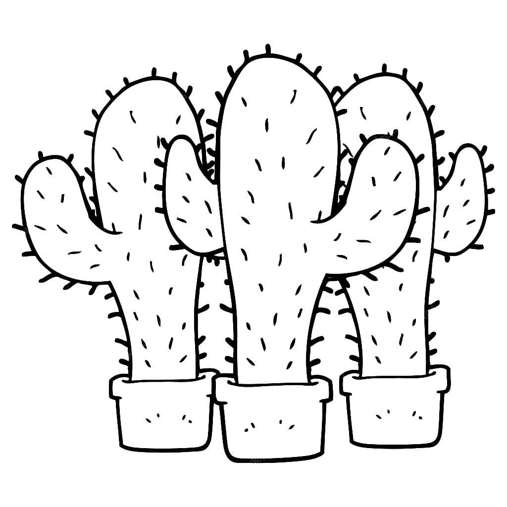 Three cactus. 