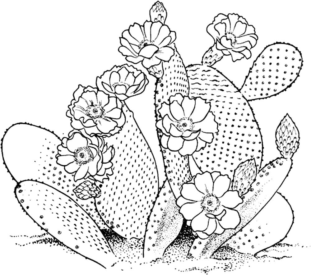 Disegni di Cactus da colorare
