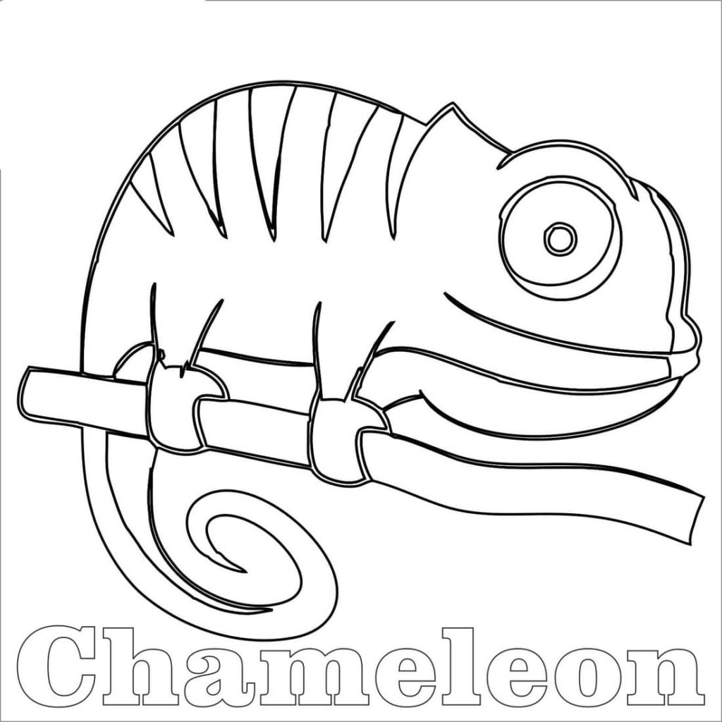 Chameleon coloring pages