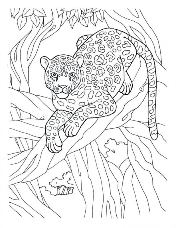 Dibujos de Animales de la Selva para Colorear