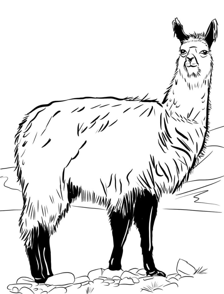 Coloriage Lama