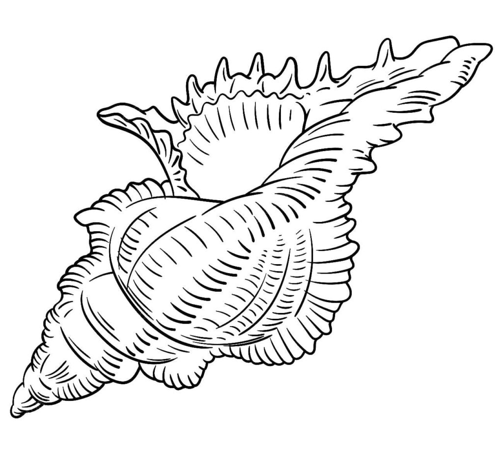 Shell coloring pages
