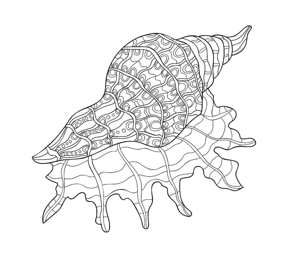 Shell coloring pages