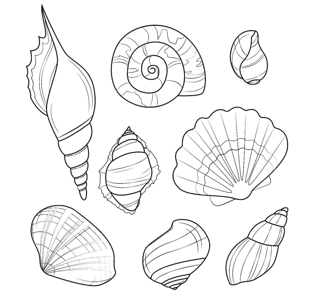 Dibujos de Conchas marinas para colorear