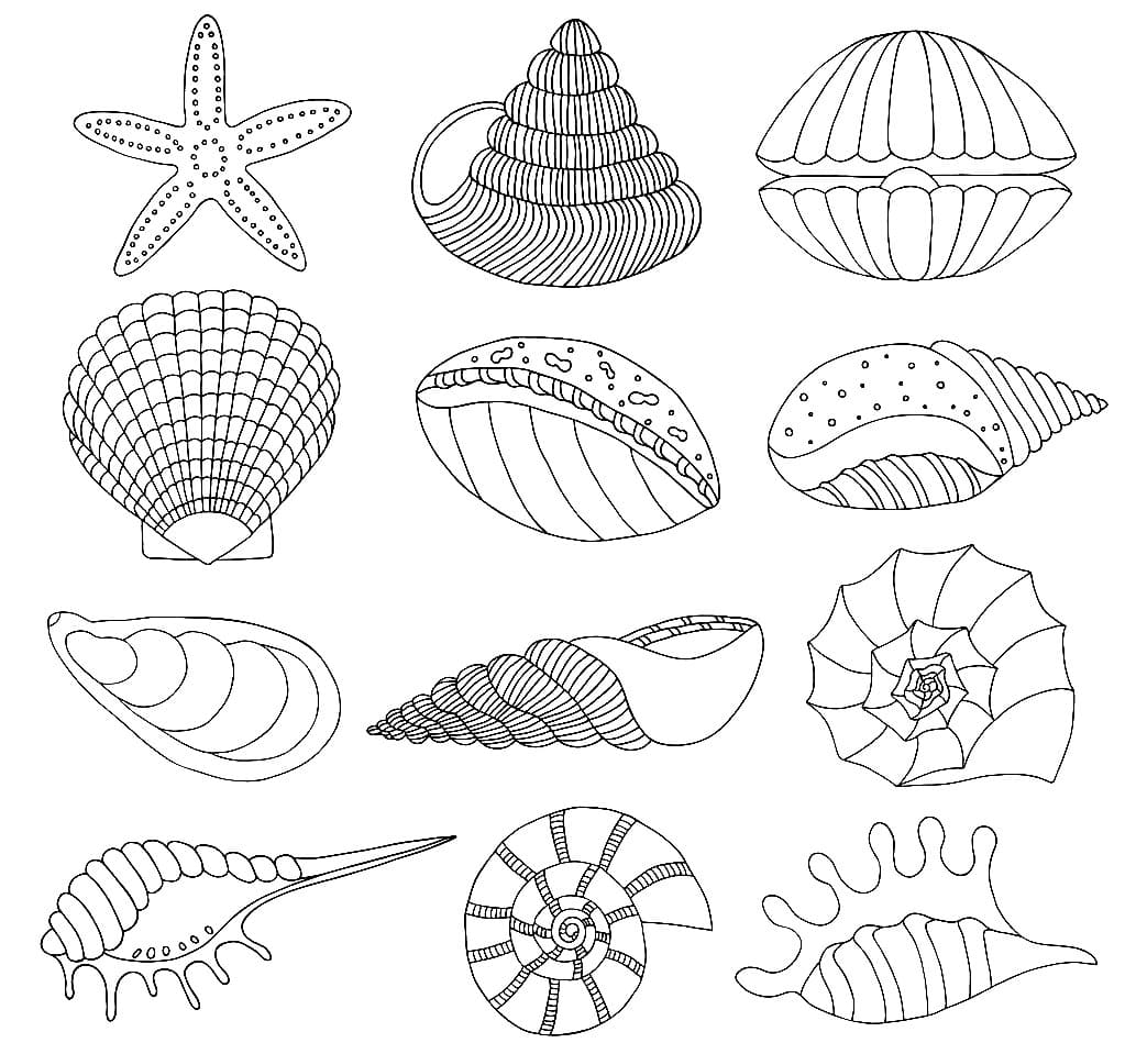 Desenhos de Conchas para colorir