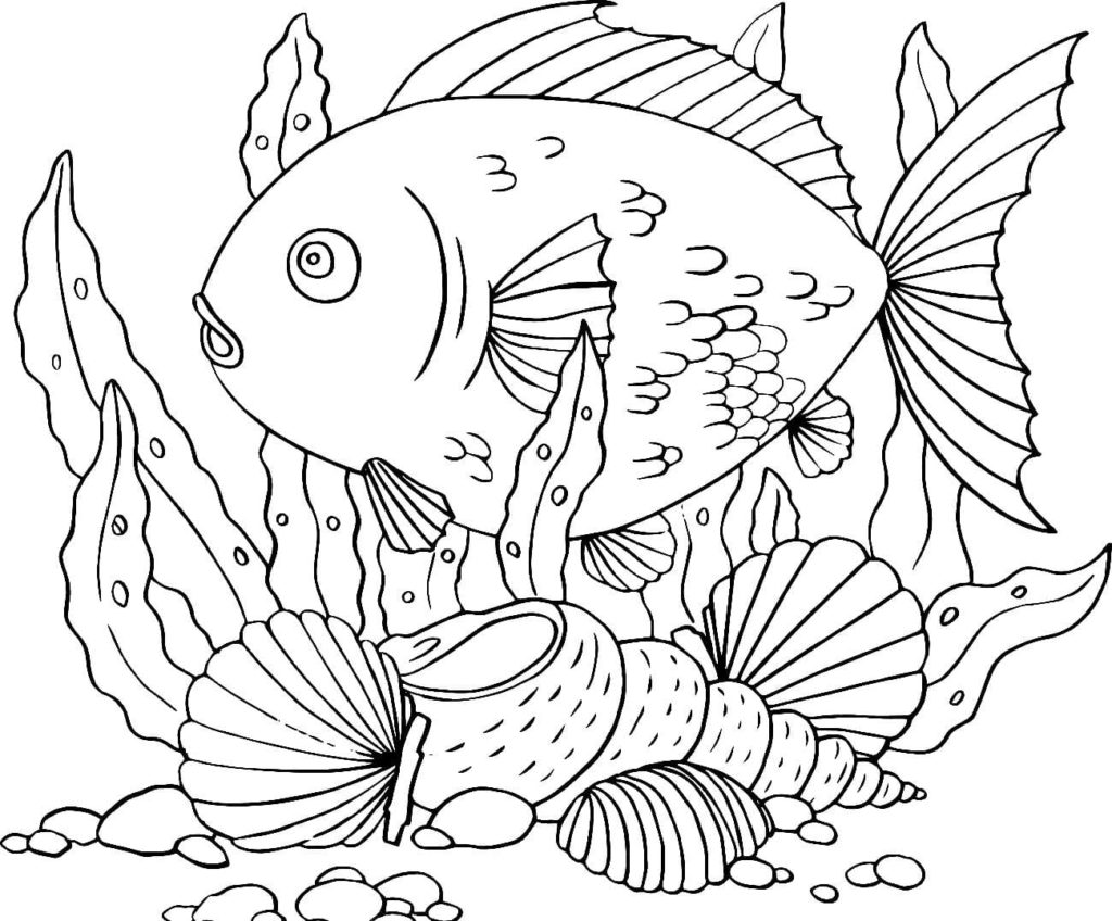 Desenhos de Conchas para colorir
