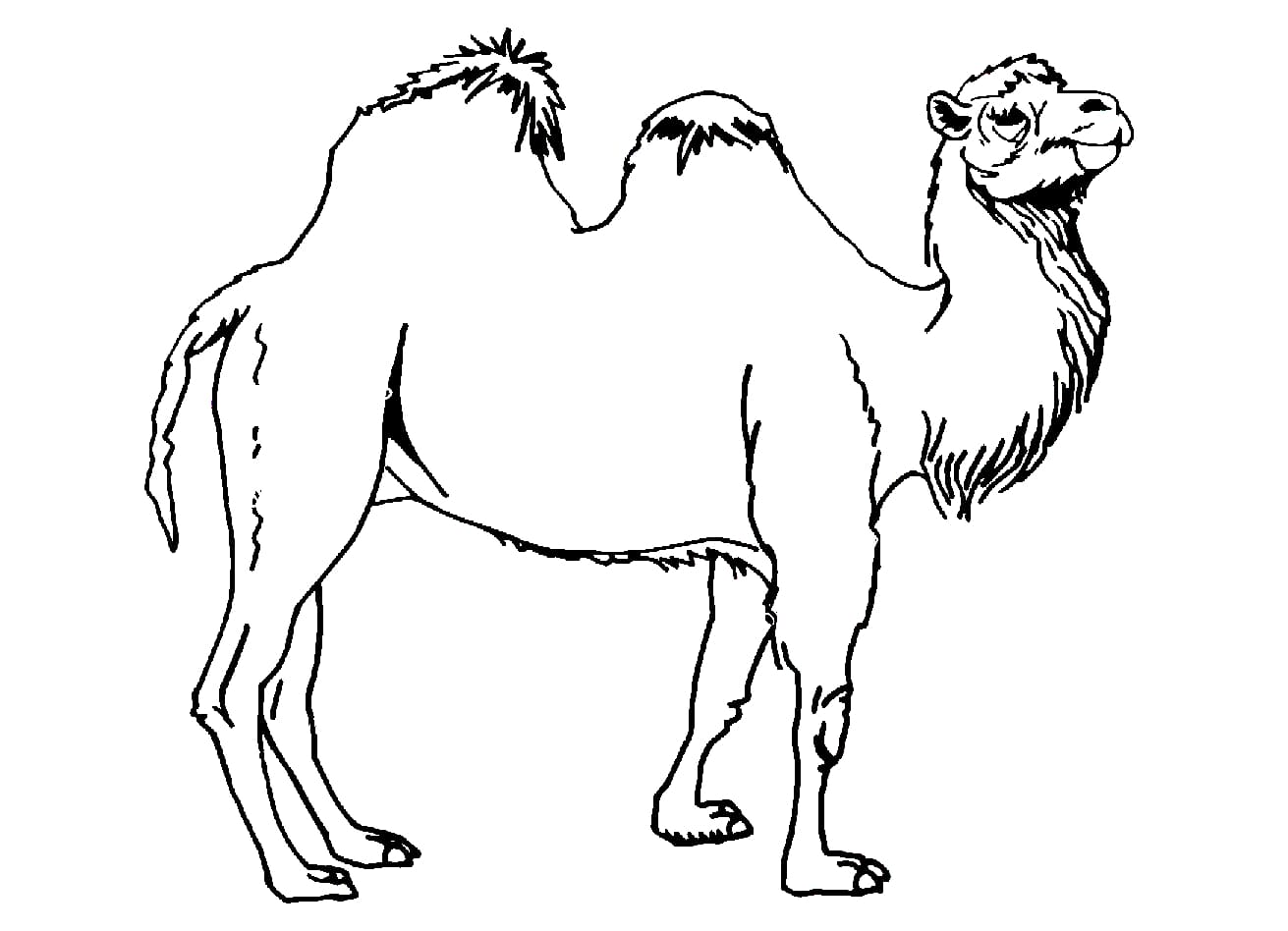 Верблюд Вася раскраска