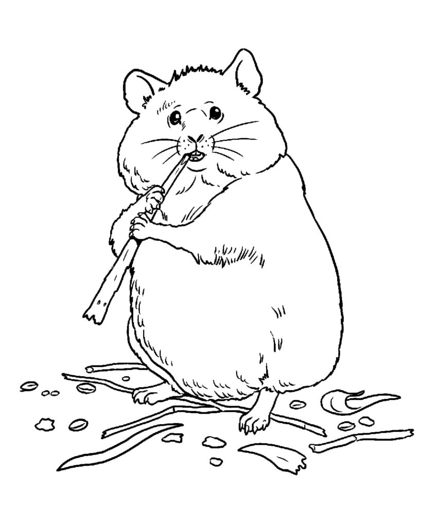 Coloriage Hamster