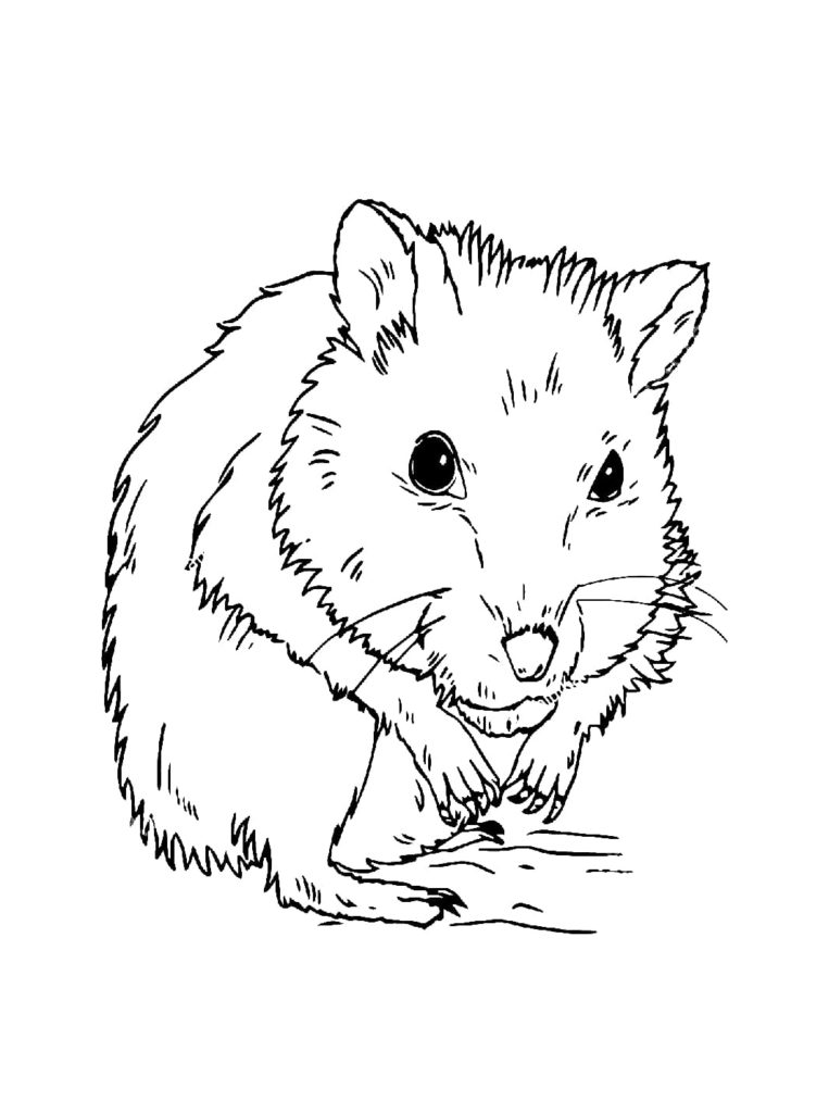 Hamster coloring pages