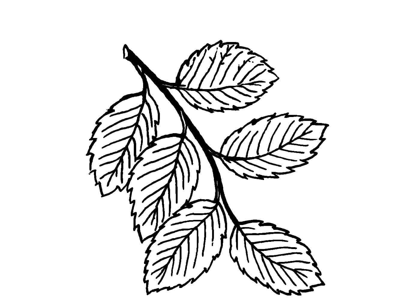 Как можно раскрасить 5 листочков. Лист вяза раскраска. Листья раскраска. Раскраска листья деревьев для детей. Лист березы раскраска для детей.