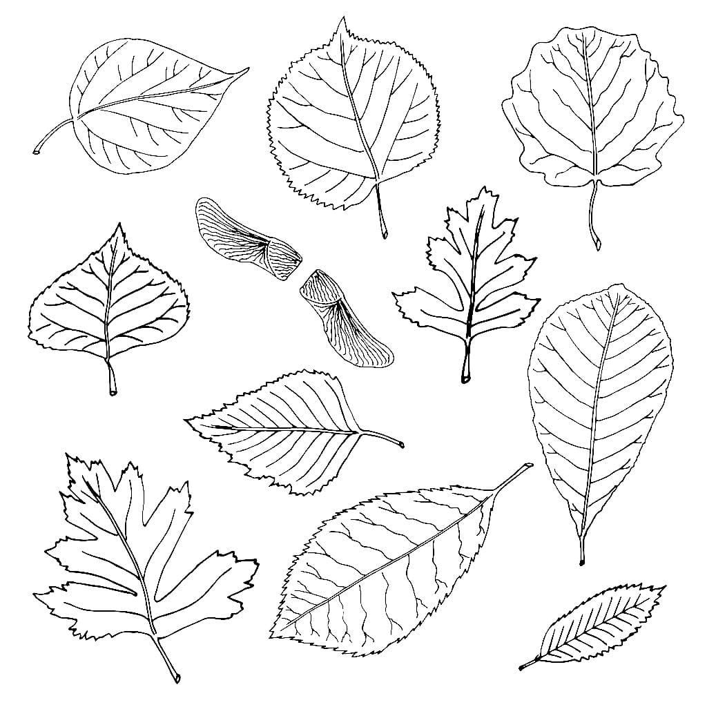 Ausmalbilder Blätter