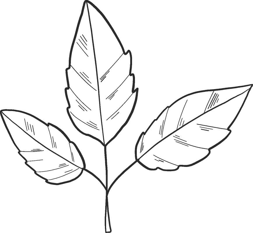 Leaves coloring pages