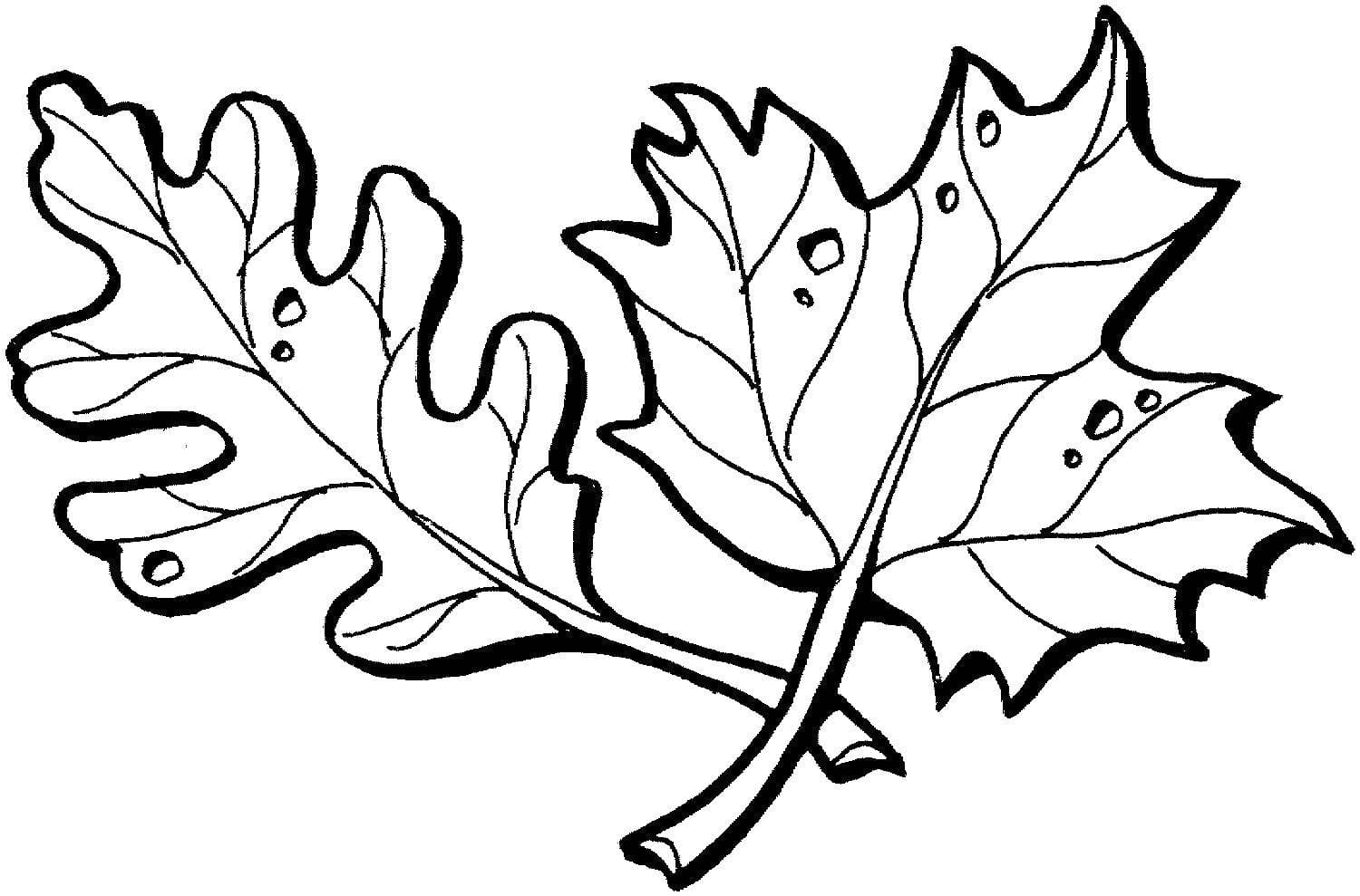 Осенние листочки раскраска для детей