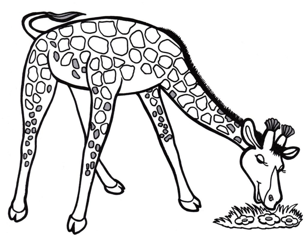 Раскраски Жираф