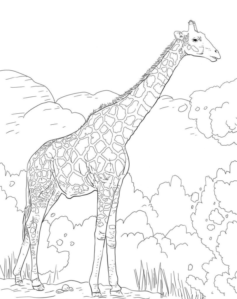 Coloriage Girafe