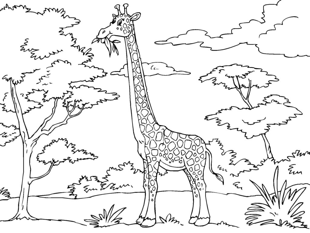 Desenhos de Girafa para colorir