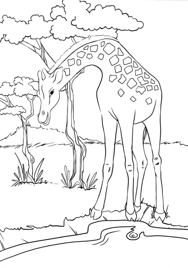 Ausmalbilder Giraffen