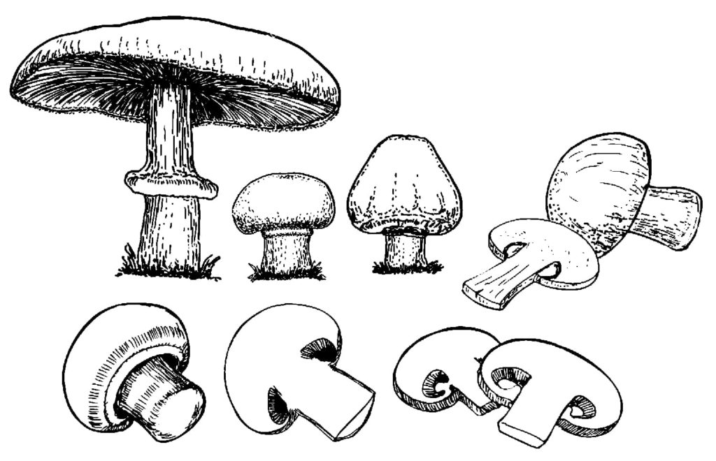 Mushrooms coloring pages