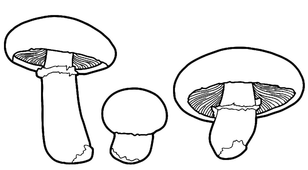 Ausmalbilder Pilze