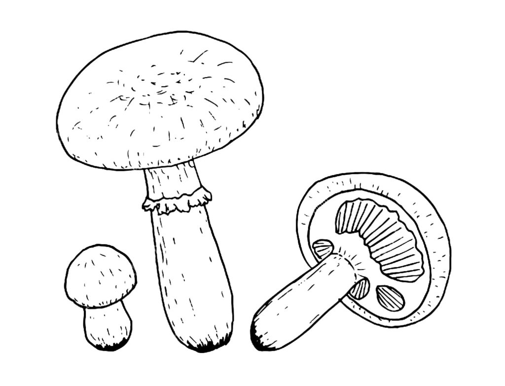 Disegni di Funghi da colorare