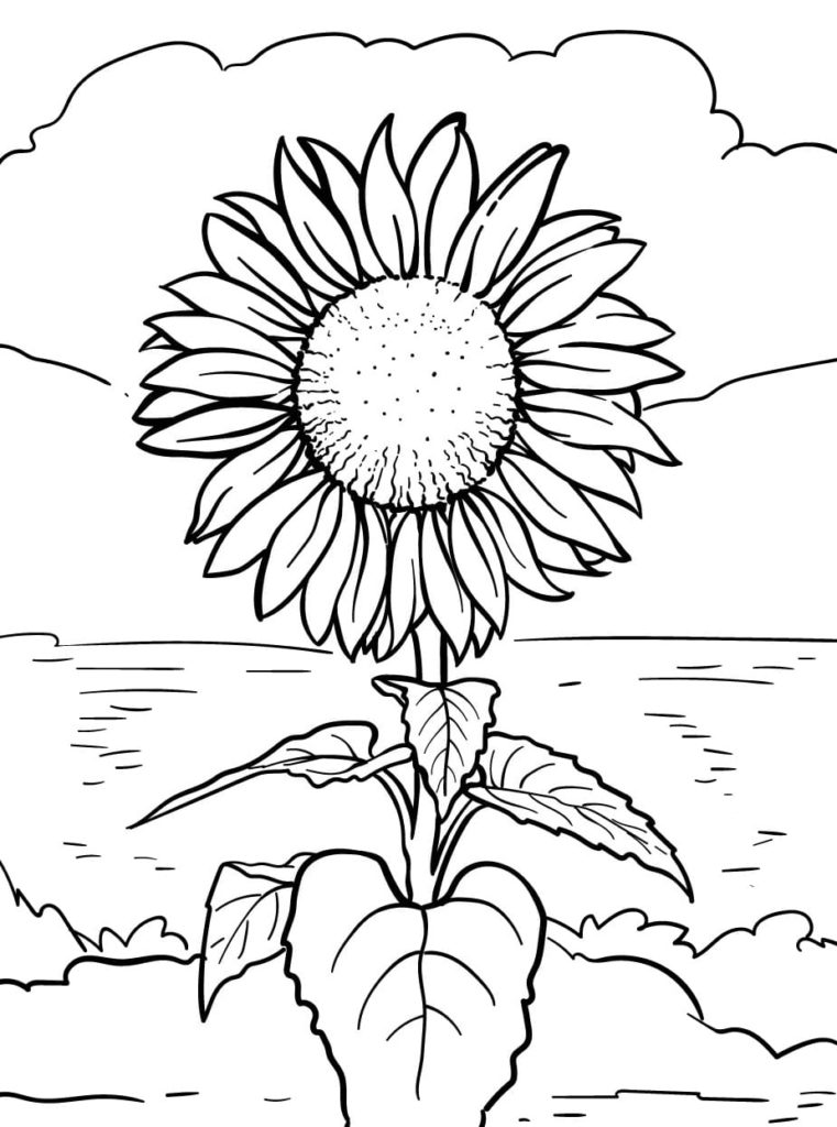 Ausmalbilder Sonnenblume