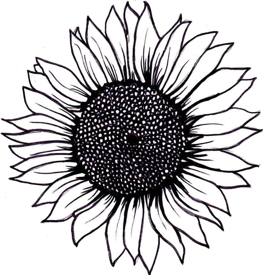 Sunflower coloring pages. 